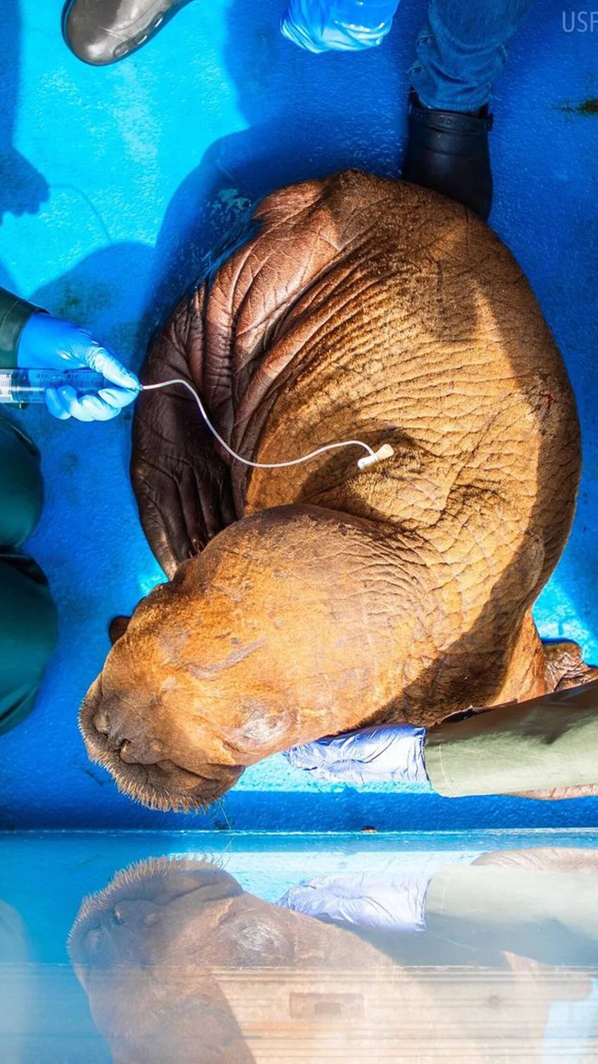Una rara cría de morsa rescatada en Alaska recibe atención ininterrumpida