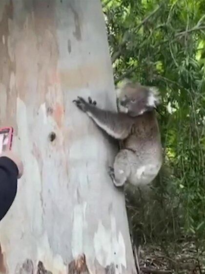 La Koala fue liberada en una zona boscosa cercana a la casa de la familia McCormick. 