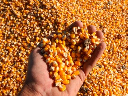 La producción de maíz de las últimas cuatro campañas aumentó un 33%.  con el volumen estimado para el presente ciclo de casi 58 millones de toneladas, según el Ministerio de Agricultura, Ganadería y Pesca de la Nación. (EFE /Cézaro De Luca/Archivo)
