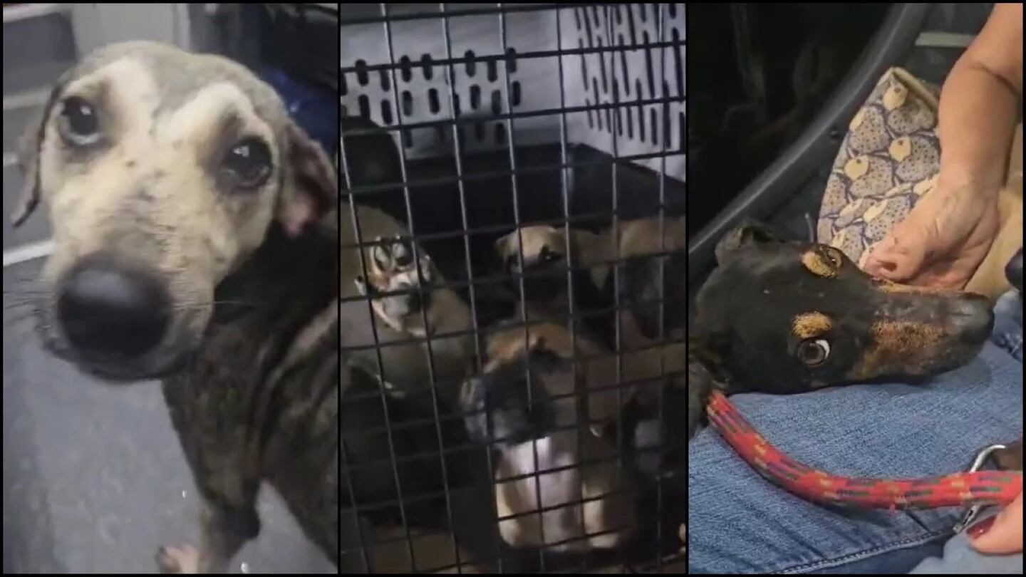 Perros rescatados por huracán Otis son trasladados a la CDMX