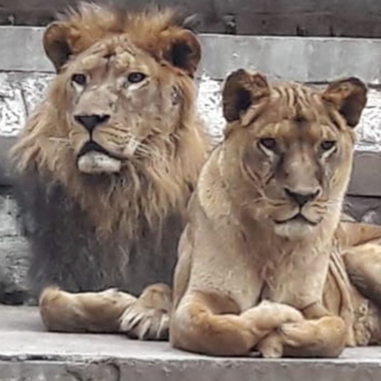 La última foto de Secu y Zuka en el zoológico de Santiago del Estero. (Fernanda Navelino)
