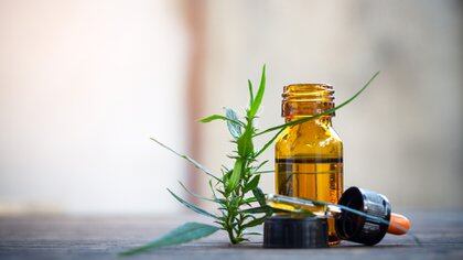 "El Cannabis para uso medicinal mejora en la calidad de vida de pacientes con dolores derivados de afecciones crónicas", establece el proyecto  (Shutterstock.com)