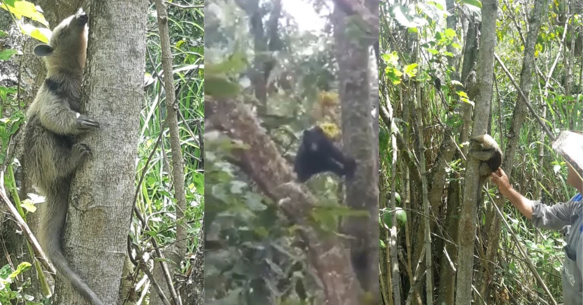 The sighting of spectacled bears and anteaters in Santander softens the networks