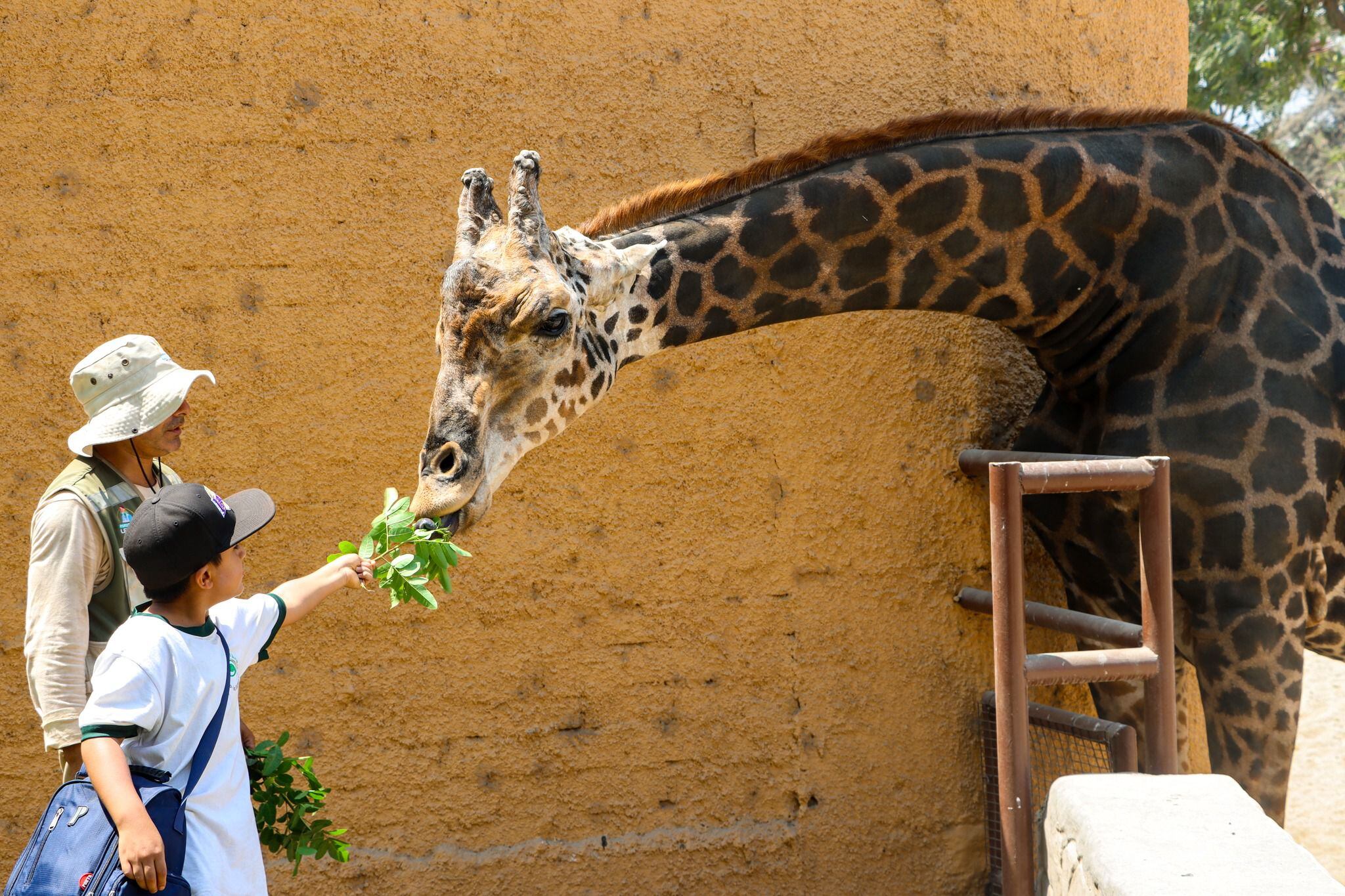 En presencia de un cuidador, un escolar ofrece comida a la jirafa, una de las especies que despierta más la atención de los visitantes del Parque de las Leyendas.