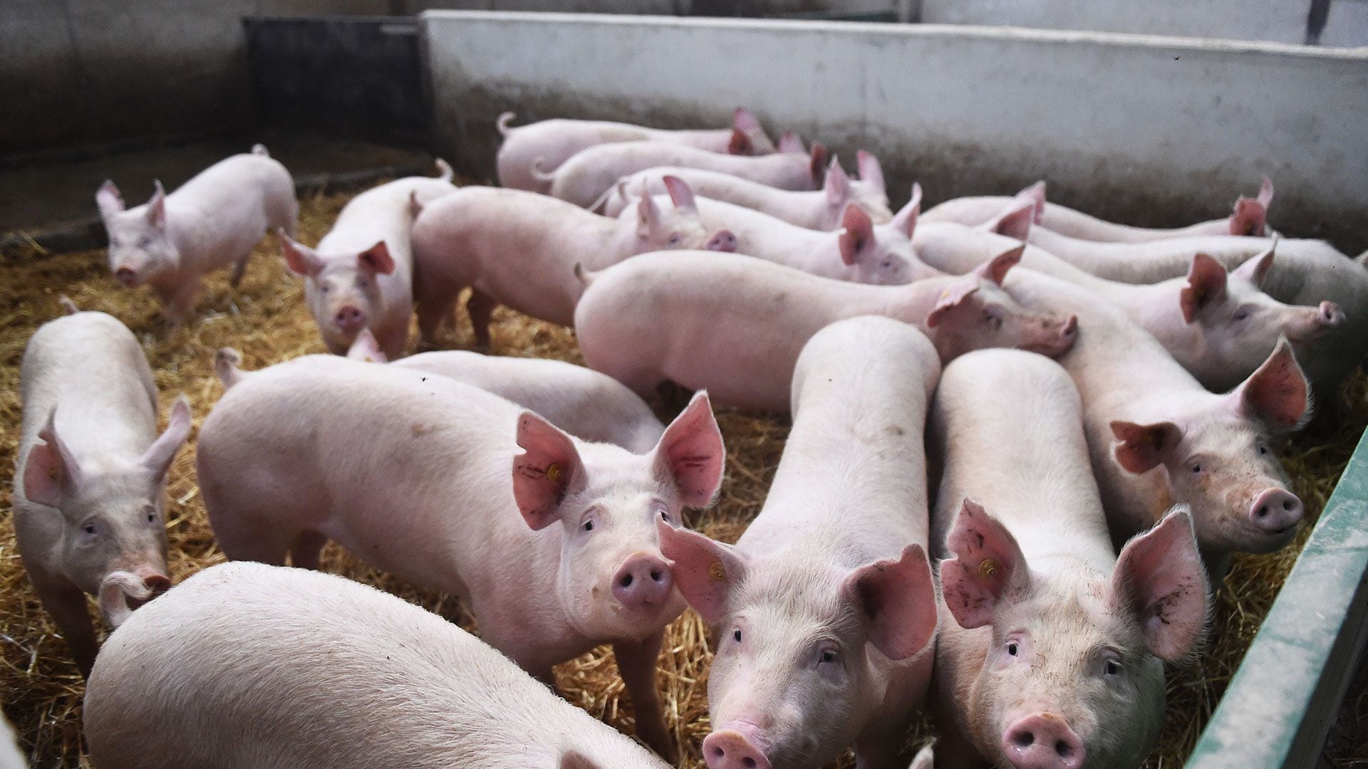 En los criaderos de cerdos, se debe evitar la alimentación con basura/
Getty