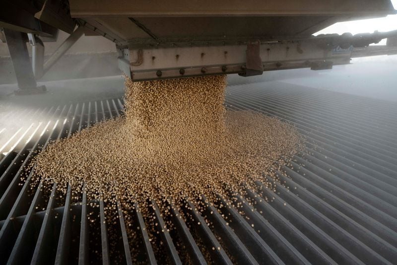 Porotos soja siendo descargados en una tolva del elevador durante la cosecha (REUTERS/Dane Rhys/Archivo)