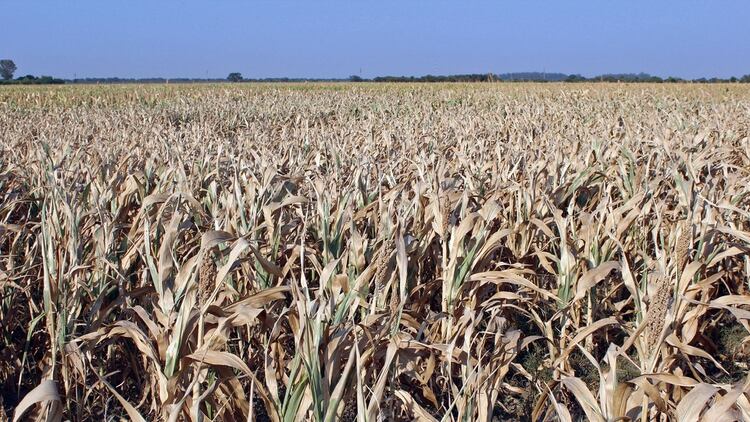 En lo que respecta al maíz, el relevamiento realizado por los técnicos de la BCR sostiene que hasta el momento faltan por sembrar 350 mil hectáreas de maíz en la zona núcleo