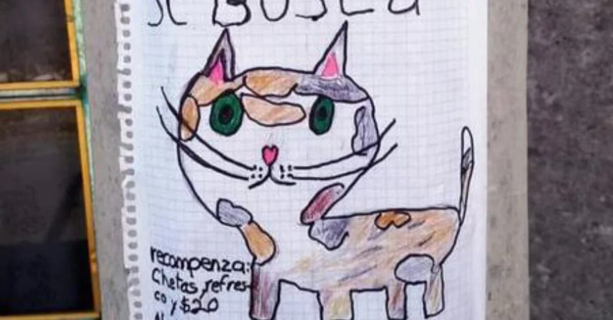 Un tierno dibujo y una recompensa de 20 pesos: así buscan al gato Manchas  en Hidalgo - Infobae