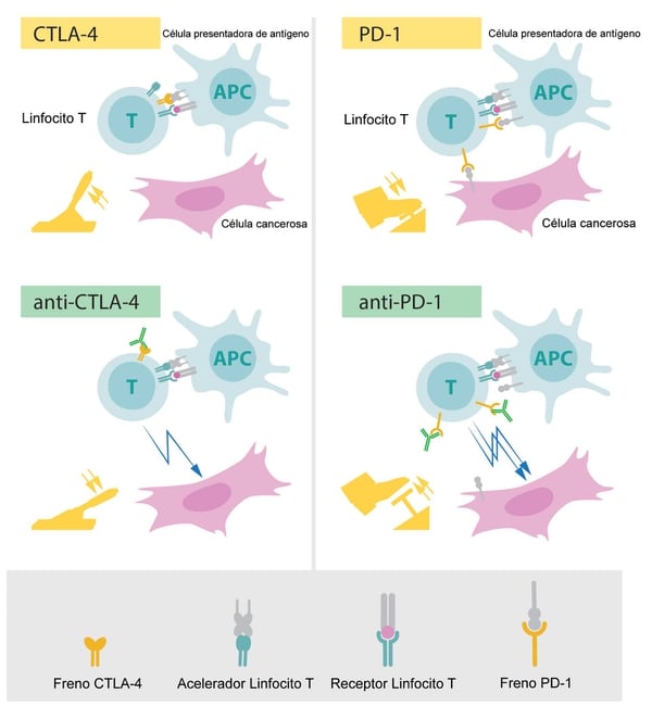 CTLA-4 y PD-1, las dos proteínas que funcionan como “frenos” del sistema inmunológico y que pueden ser bloqueadas para permitirle destruir las células cancerosas (Premio Nobel)