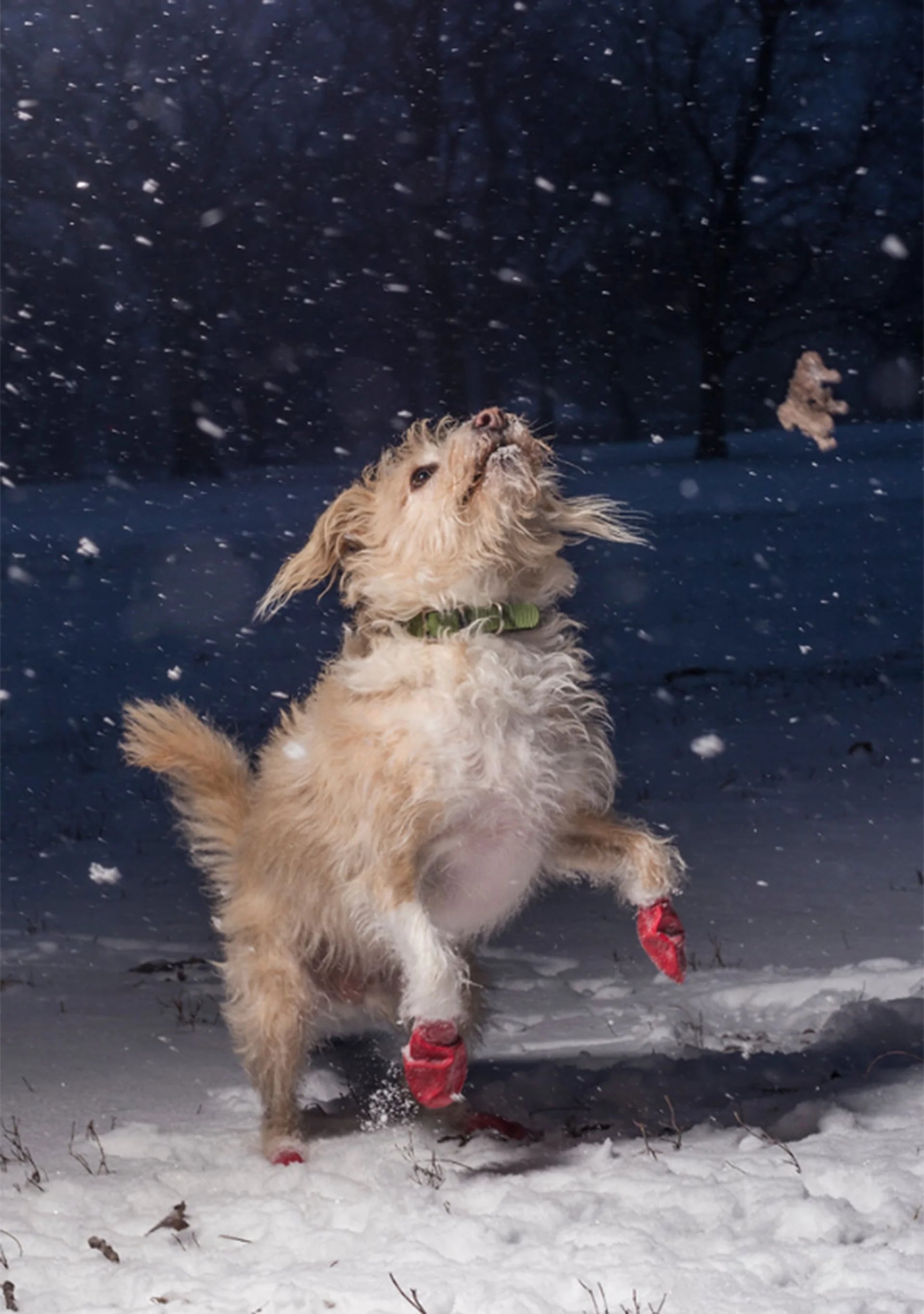 Categoría Amo a los perros porque…. Pippin, una mezcla de terrier, adoptada en 2010, juega en la nieve y fue captada por Julian Gottfired, de 15 años, en Chicago