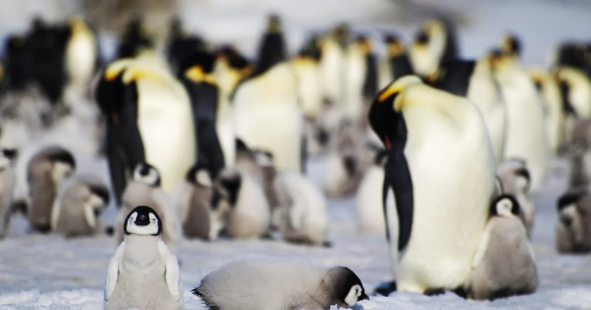 Climate change could cause 90% of emperor penguin colonies to disappear from Antarctica