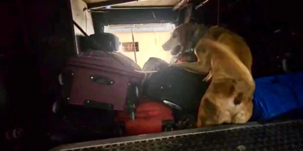 Un can antinarcóticos detectó más de 4 kilos de cocaína en un equipaje de un ómnibus en Jujuy