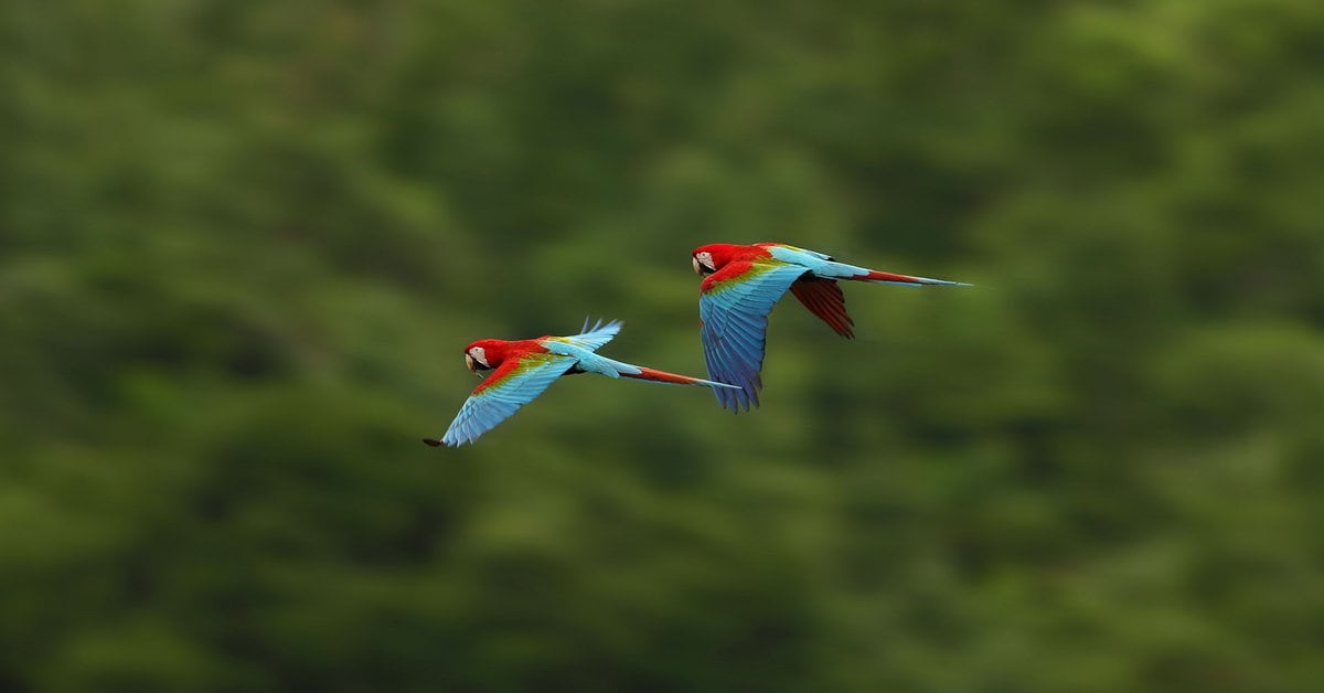 Amazon birds got smaller due to climate change