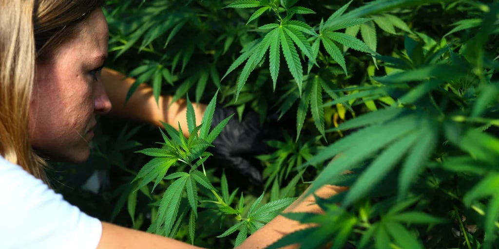 El Gobierno revisará el registro de cannabis medicinal: busca limitar el uso a las patologías “con evidencia científica”