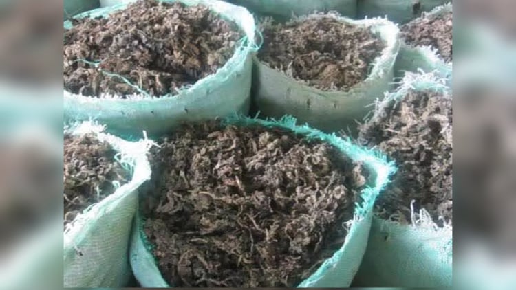 En Mercado Libre México se venden costales de sargazo en diferentes presentaciones: fresco, seco, granulado o en polvo (Foto: Mercado Libre)