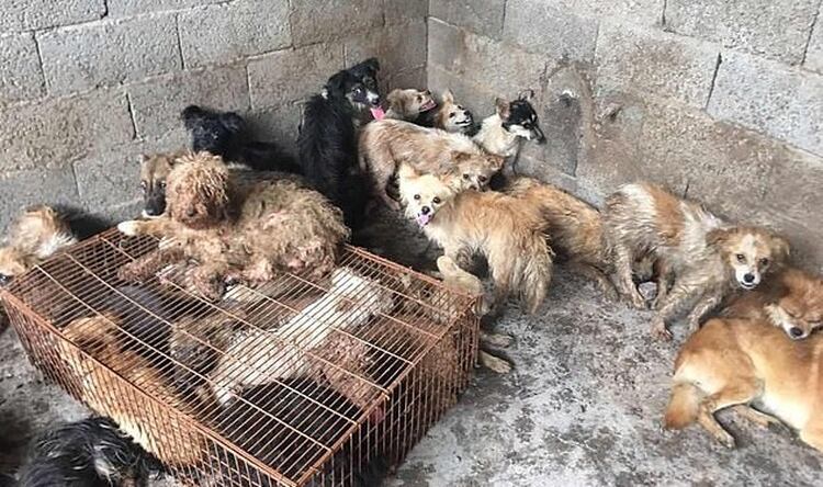 Un total de 62 perros fueron salvados en el reciente operativo