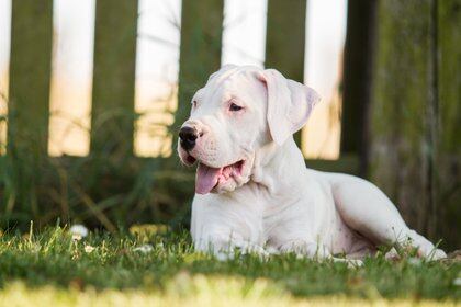 Los perros blancos suelen padecer patologías asociadas al color (Shutterstock)