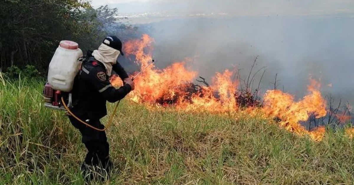 In five days, more than 180 hectares of tropical dry forest have been consumed by a fire in Huila