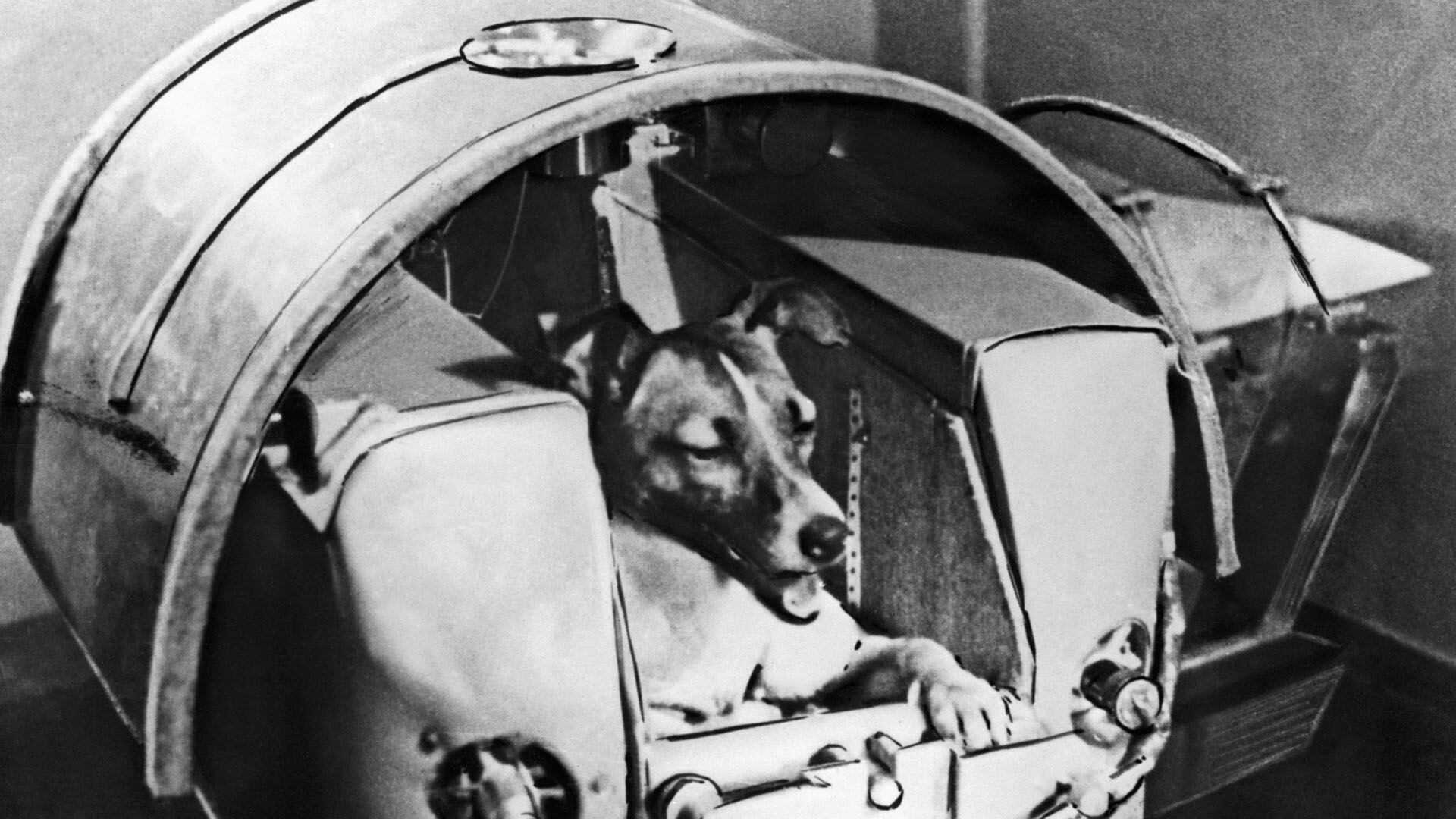 laika primer perro en el espacio