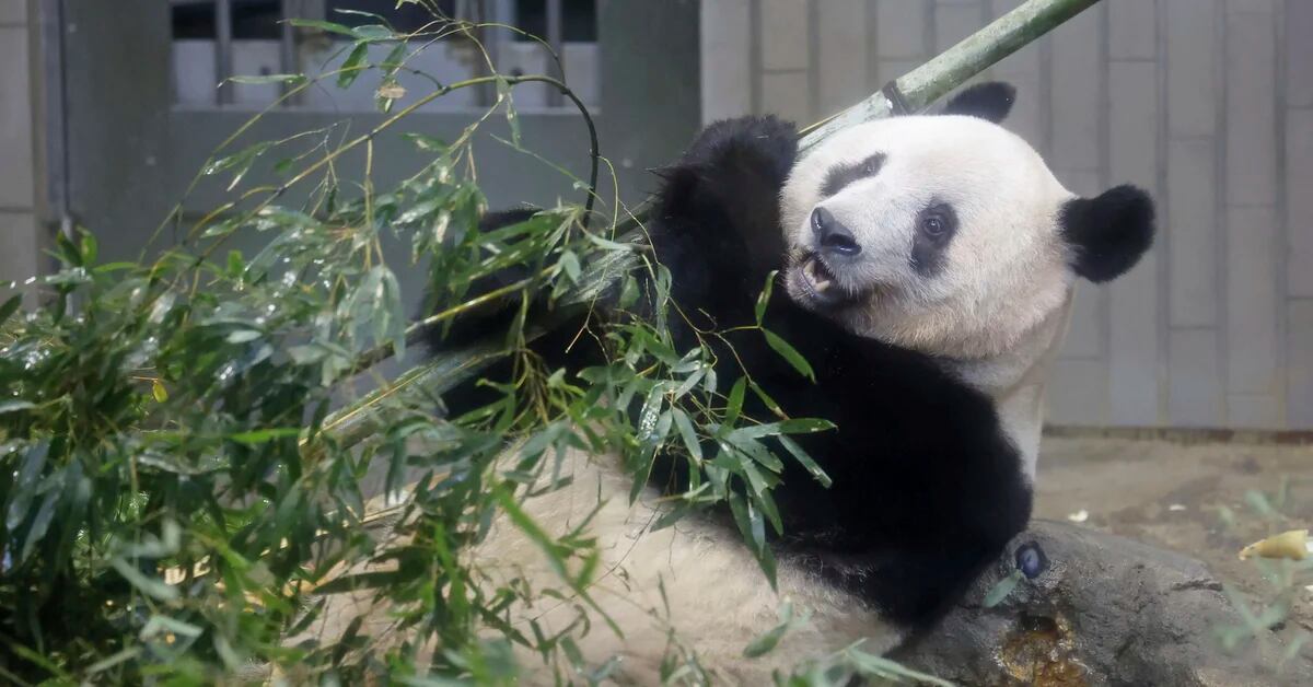 Japan bids farewell to beloved Chinese panda Xiang Xiang