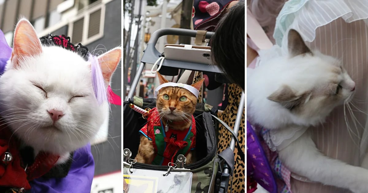 Kagurazaka Bakineko Festival in Japan, a way to communicate with cats and their magic