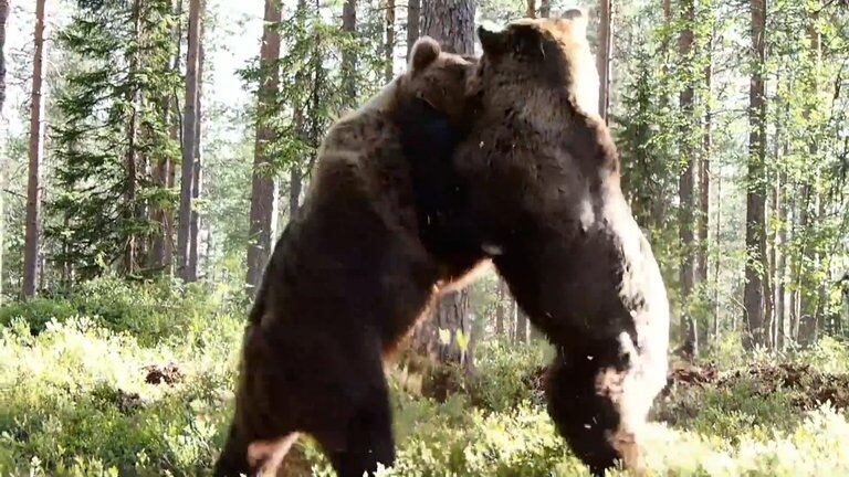 Graban terrible pelea entre dos osos de gran tamaño  