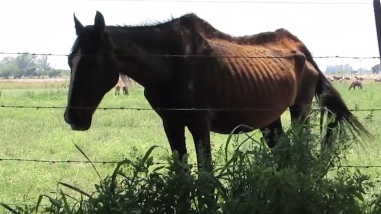 Captura: el infierno de los caballos en mataderos de Argentina y Uruguay. (Gentileza: Fundación Franz Weber)