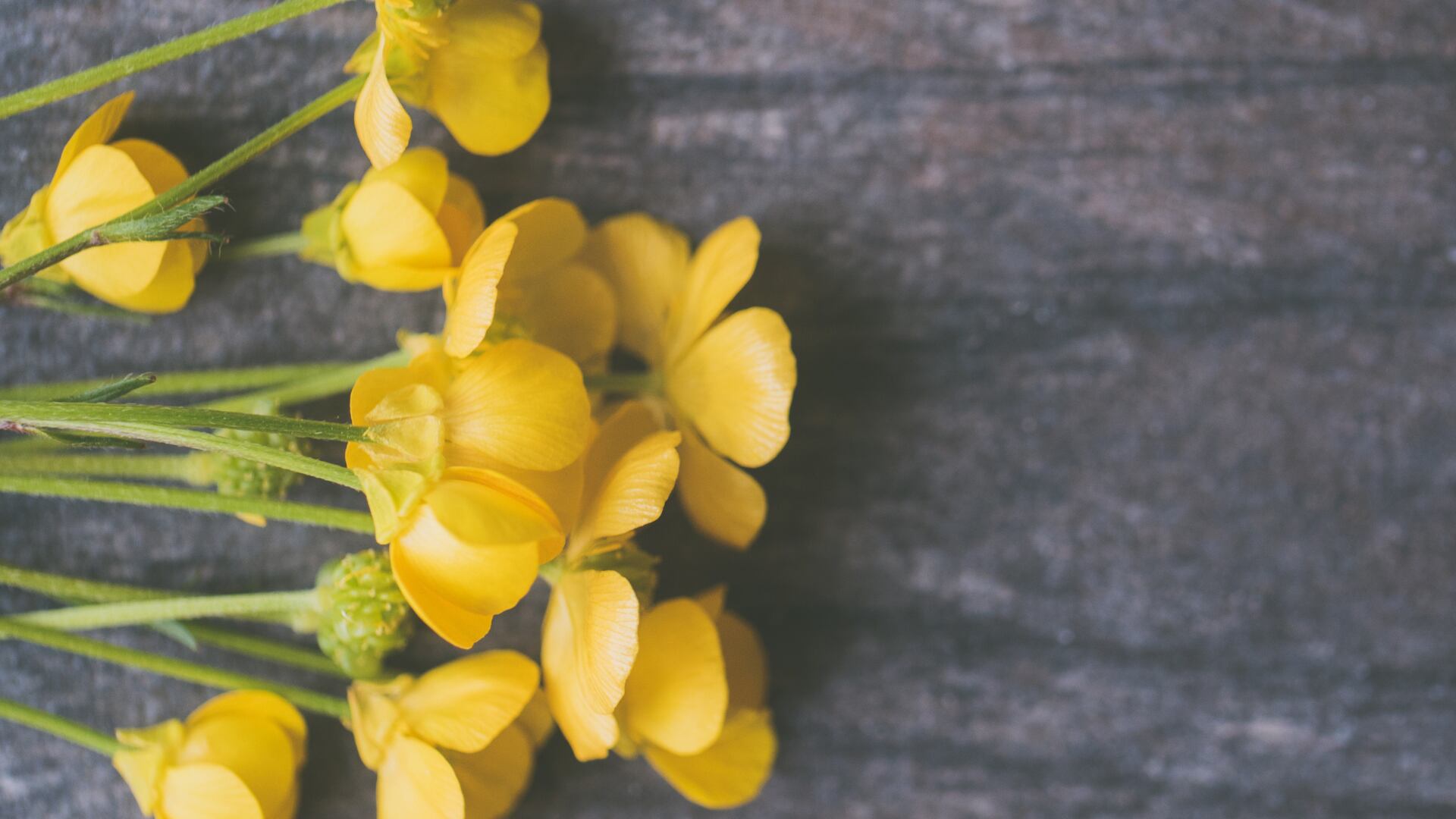 Las flores amarillas son un regalo perfecto para expresar amistad y alegría