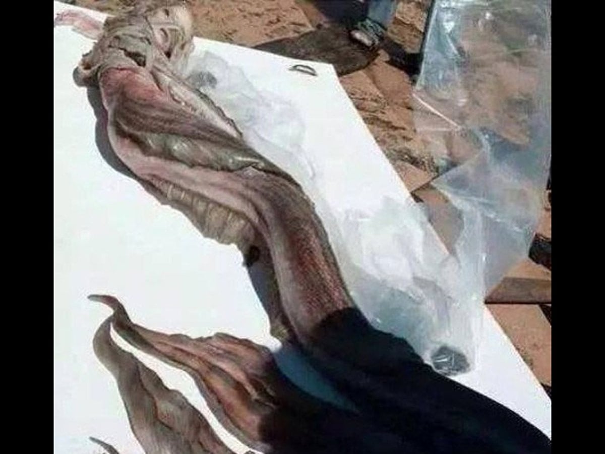 Una Sirena Muerta En La Playa Conmociona A Mexico Infobae Elige entre las ilustraciones de stock sobre sirenas reales encontradas de istock. una sirena muerta en la playa