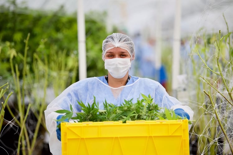 Trabajadores en plena cosecha dentro de un invernáculo destinado a la producción de cannabis para uso medicinal