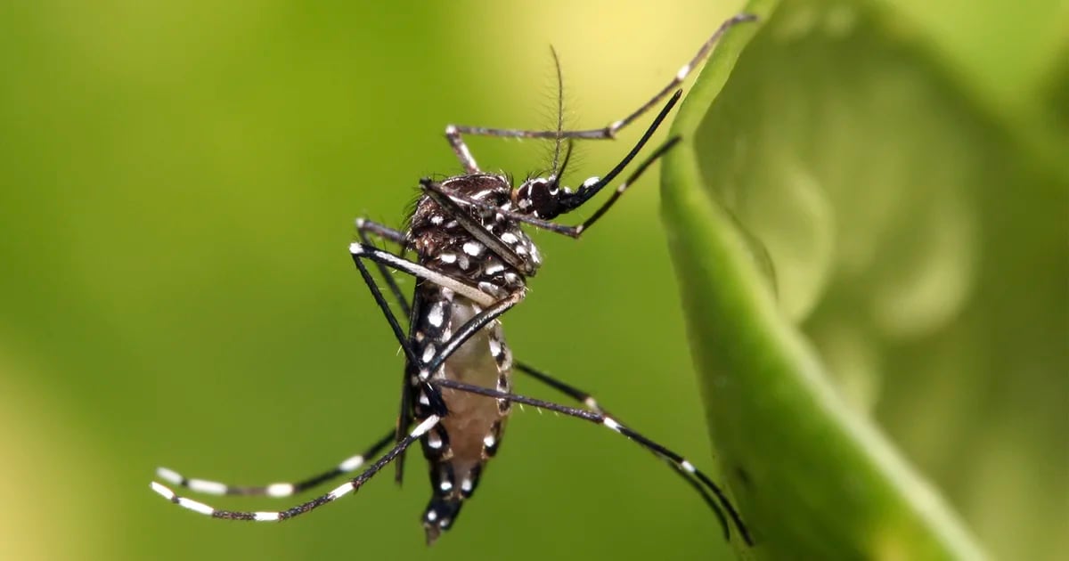 Perché potrebbe verificarsi un altro picco di casi di dengue in Argentina a marzo?