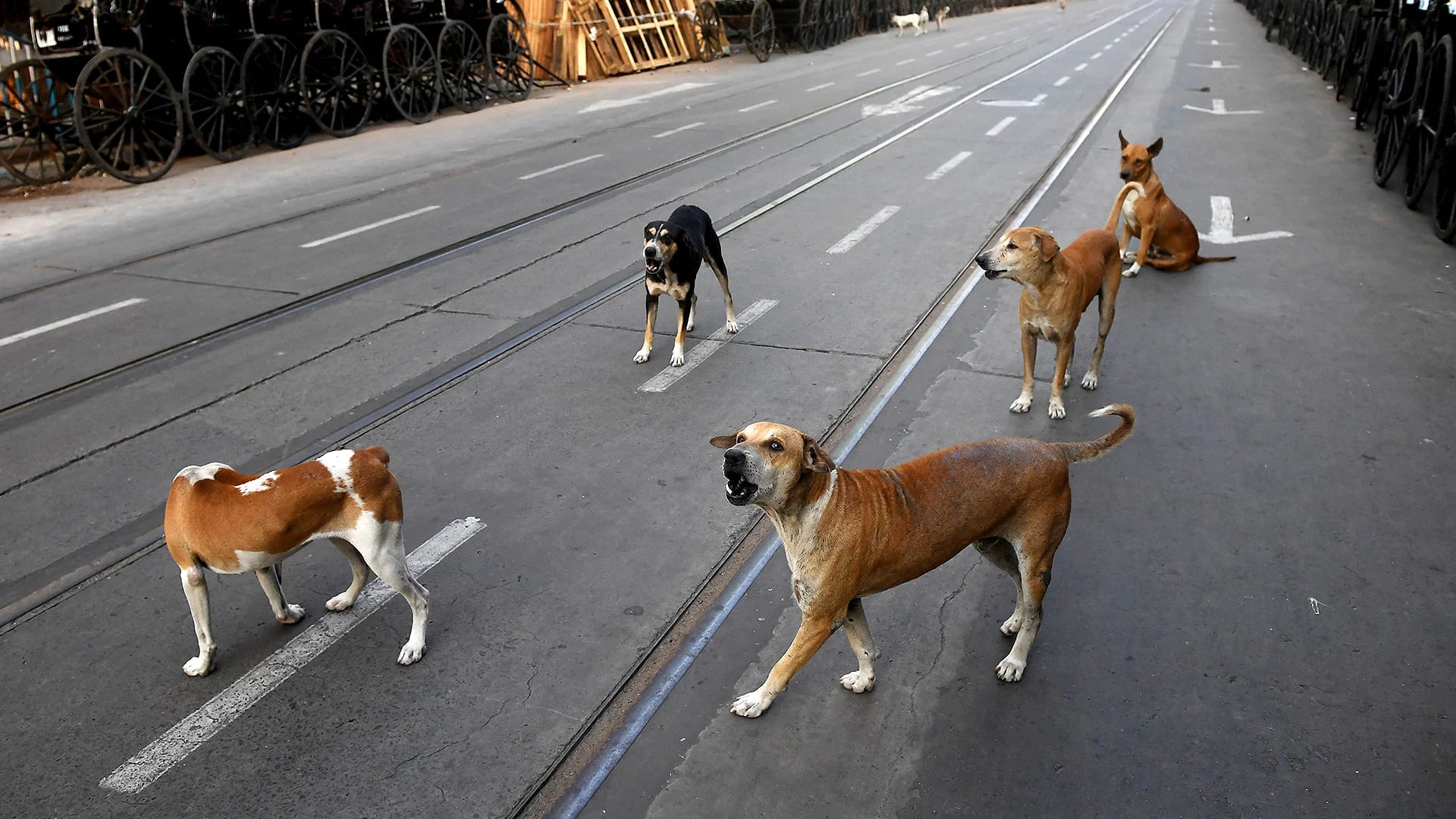 Varios perros en las calles de la India