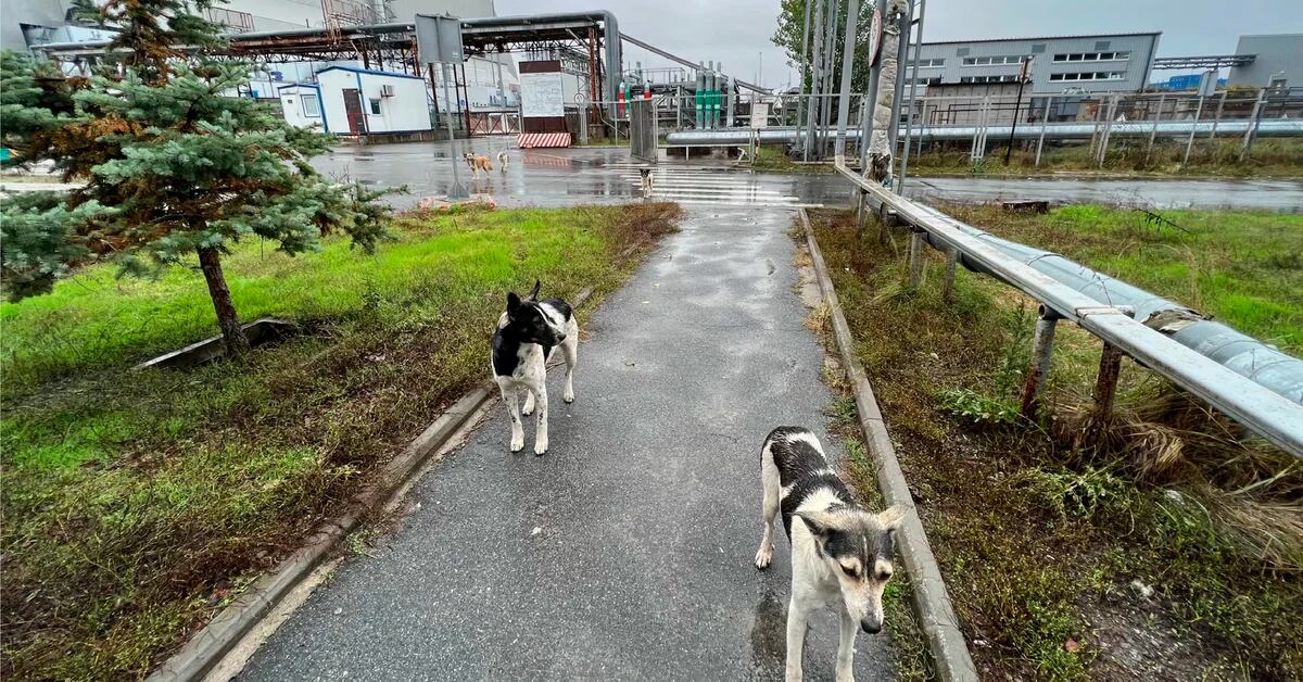 Chernobyl dogs teach their resources to survive