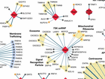 Parte del complejo mapa que trazó el equipo multidisciplinario de la UCSF. (Krogan Lab)