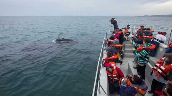 Avistaje de ballenas en Chubut