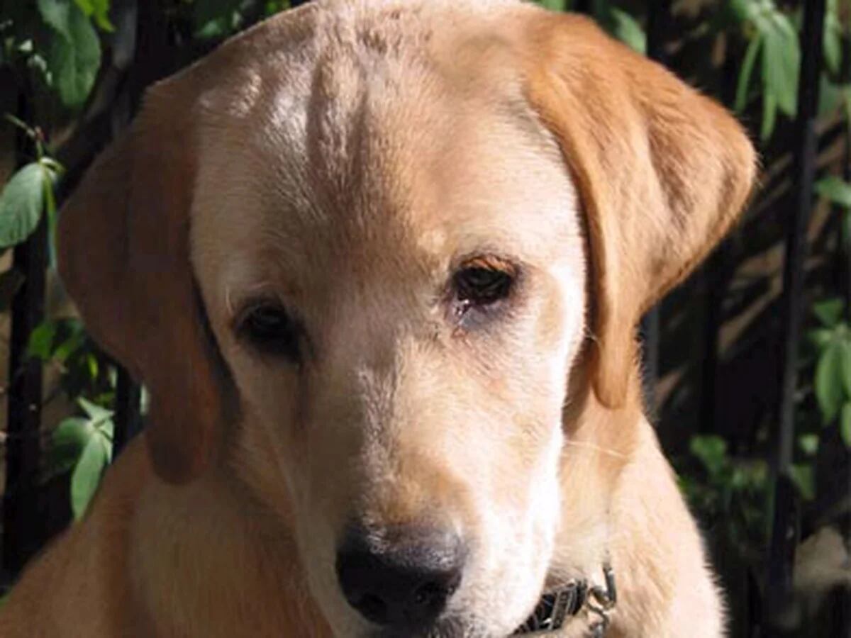 cuando llegaron los labrador retrievers a america