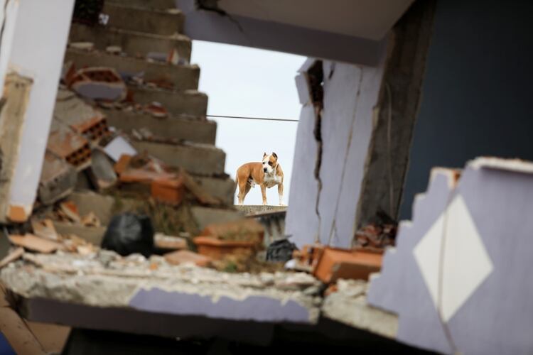 Un perro en un edificio derrumbado en Durres, después del terremoto (REUTERS/Florion Goga)