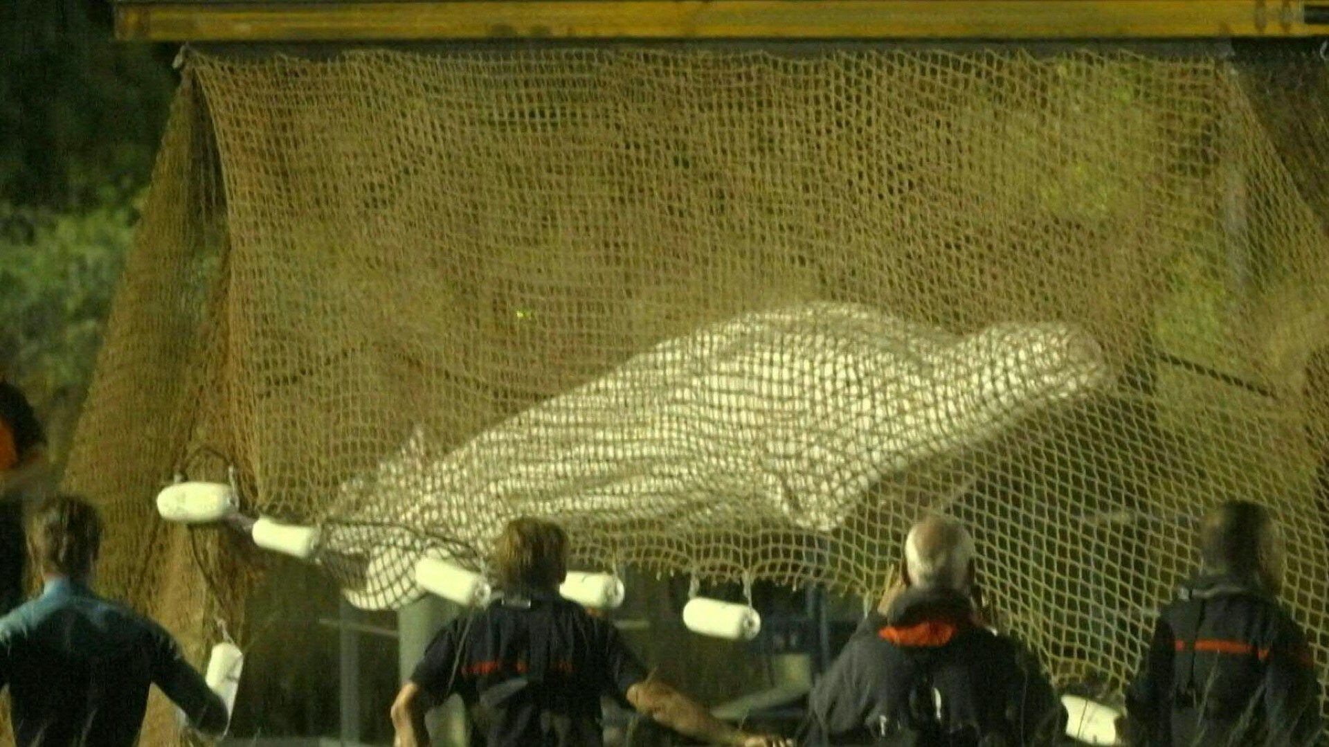 La ballena beluga extraída del río Sena, en el norte de Francia, tras permanecer varada durante más de una semana, murió cuando era transportada hacia un lugar donde debía ser tratada, anunciaron el miércoles autoridades locales.