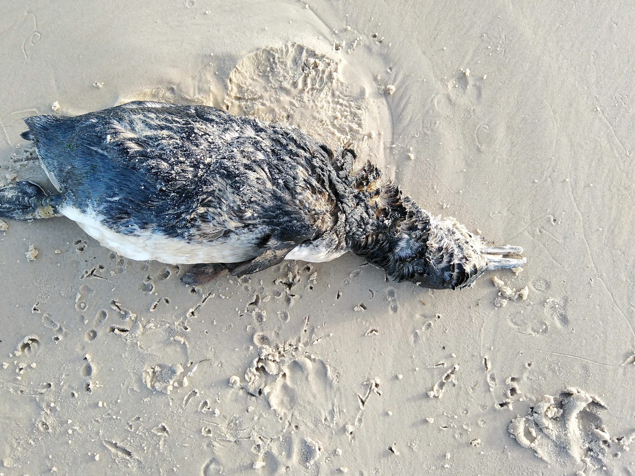 La falta de alimentación es el motivo de la muerte de los animales que aparecen en la costa uruguaya (Crédito: Facebook Salinas por todos)