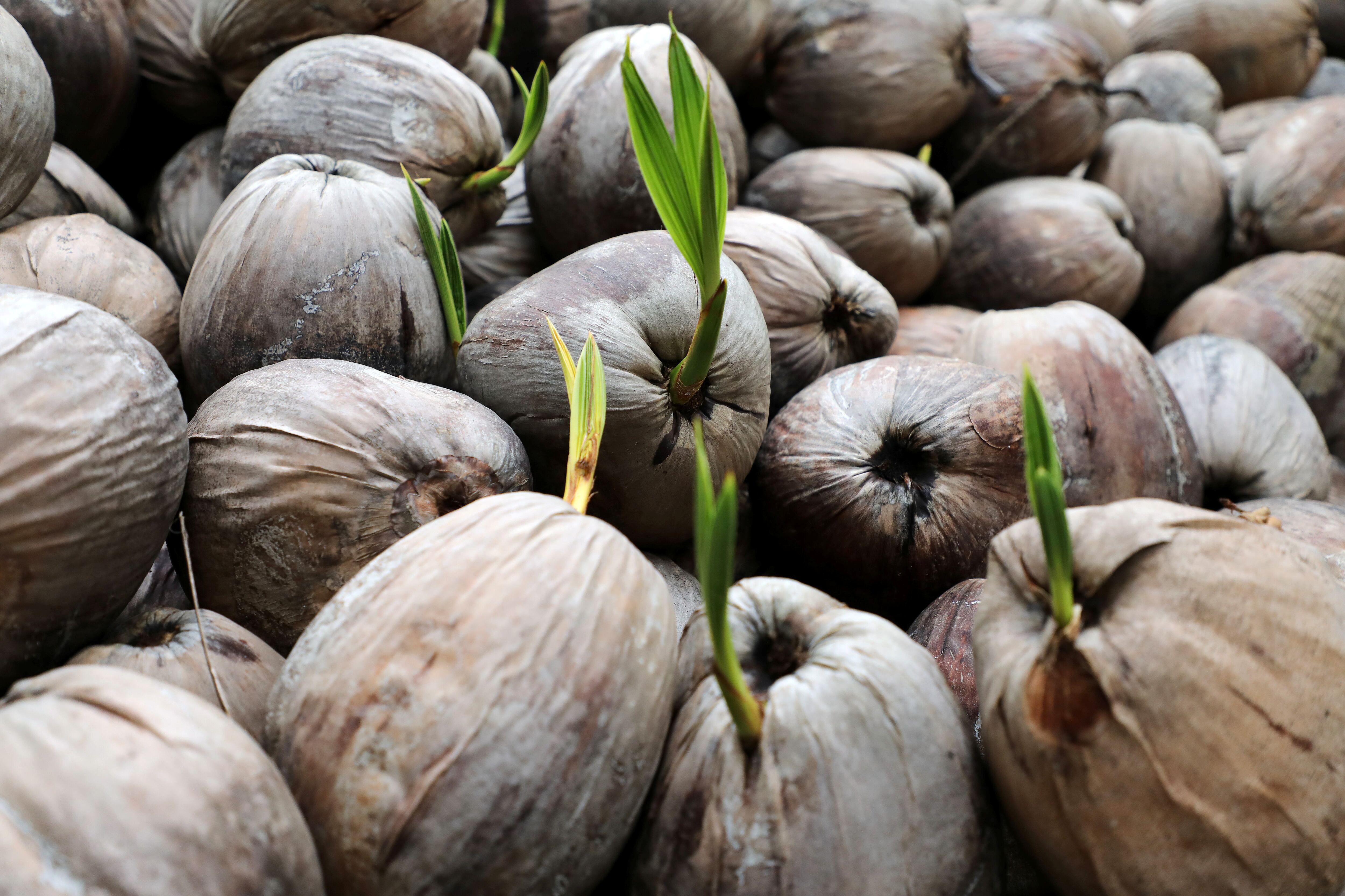 De un coco verde se pueden extraer entre 250 y 500 mililitros de agua (REUTERS/Lim Huey Teng)