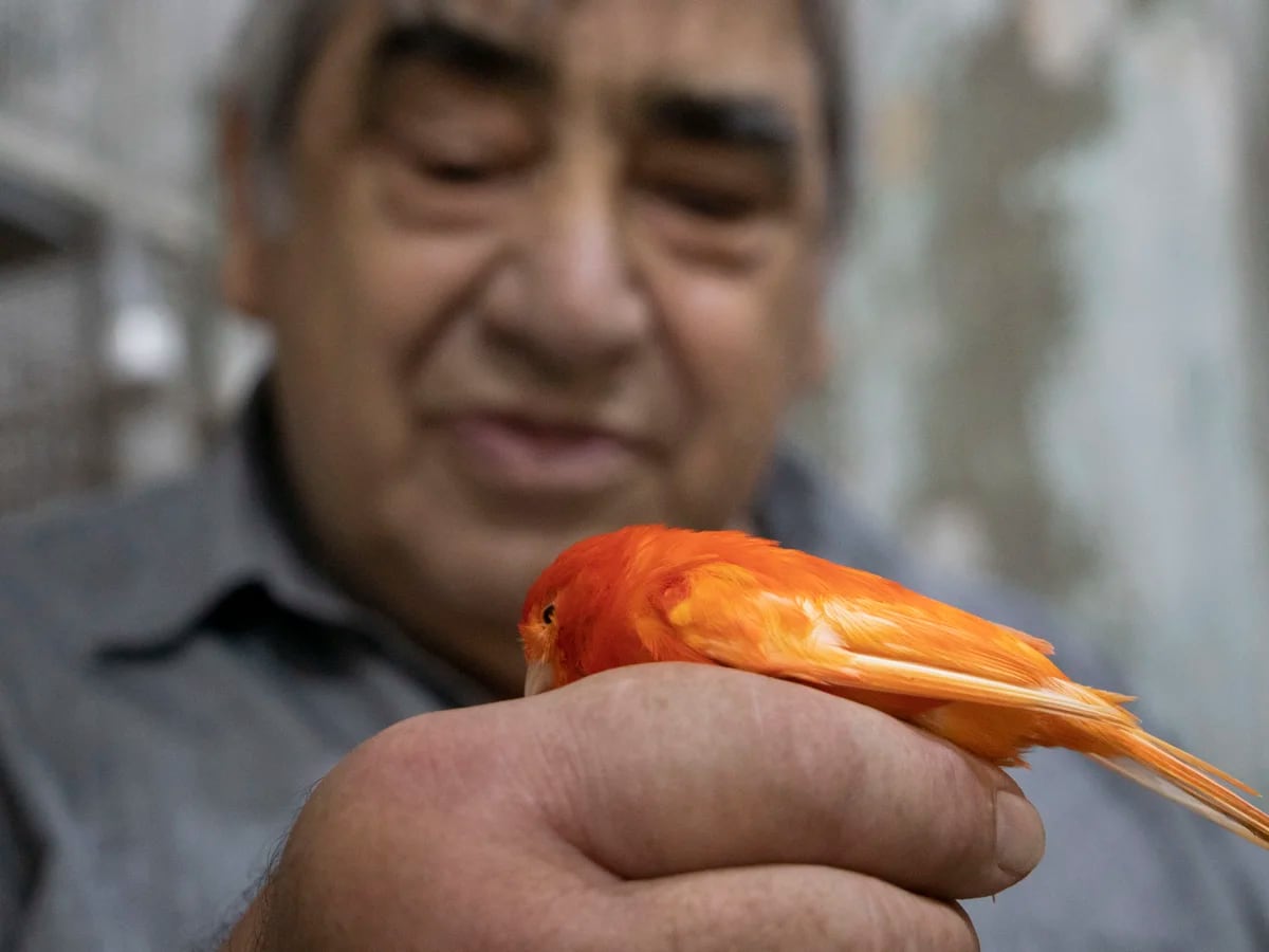 Pasión por canarios: 600 que eligen los argentinos - Infobae