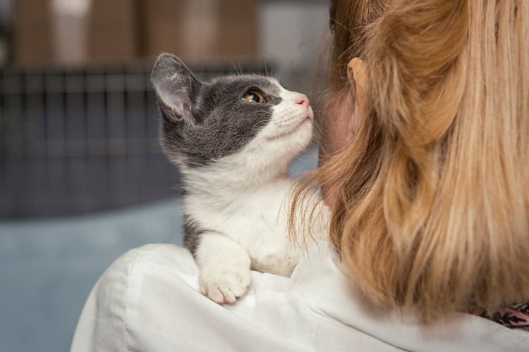 7 millones de argentinos conviven en sus hogares con algún animal domestico