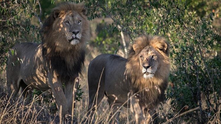leones-gays-kenia-1920-2