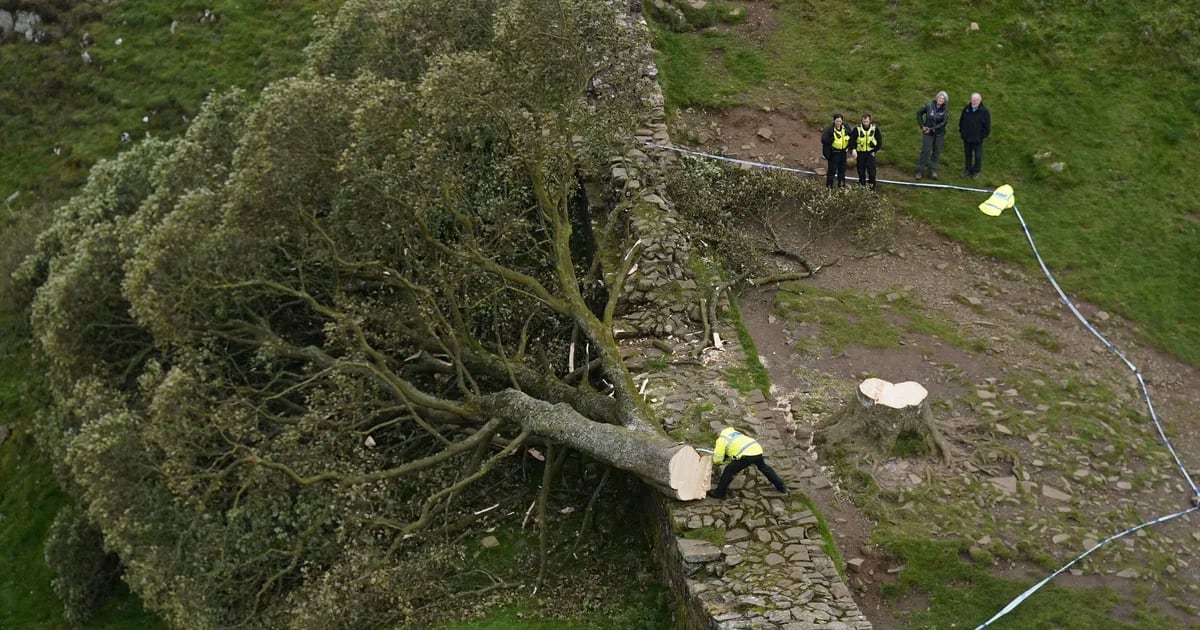 Sadness in the United Kingdom over the cutting down of the famous “Robin Hood Tree”: a teenager is arrested