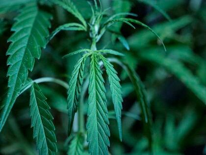 Vista de una planta de cannabis. EFE/Archivo 