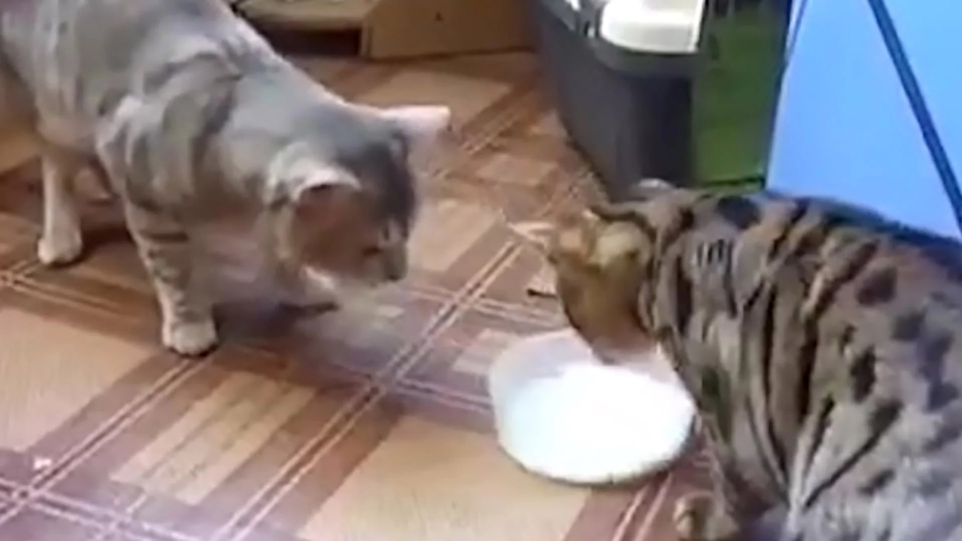 El video muestra la divertida escena de dos gatos disputándose por el delicioso tazón de leche