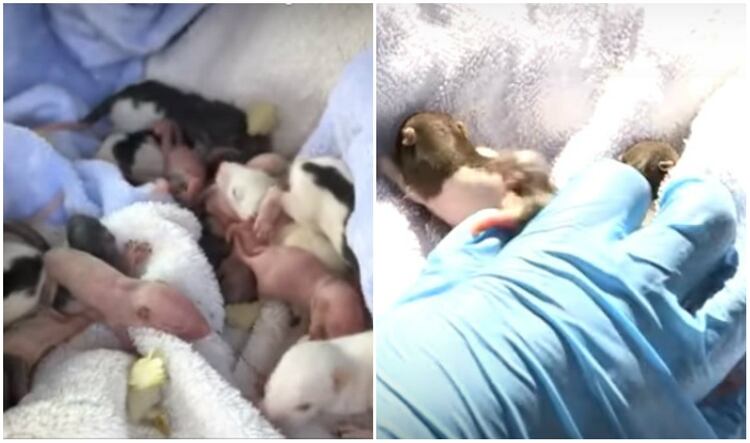 En su mayoría eran bebés ratas, se resguardaron y cuando crezcan se pondrán en adopción Fotos: (San Diego Humane Society) 