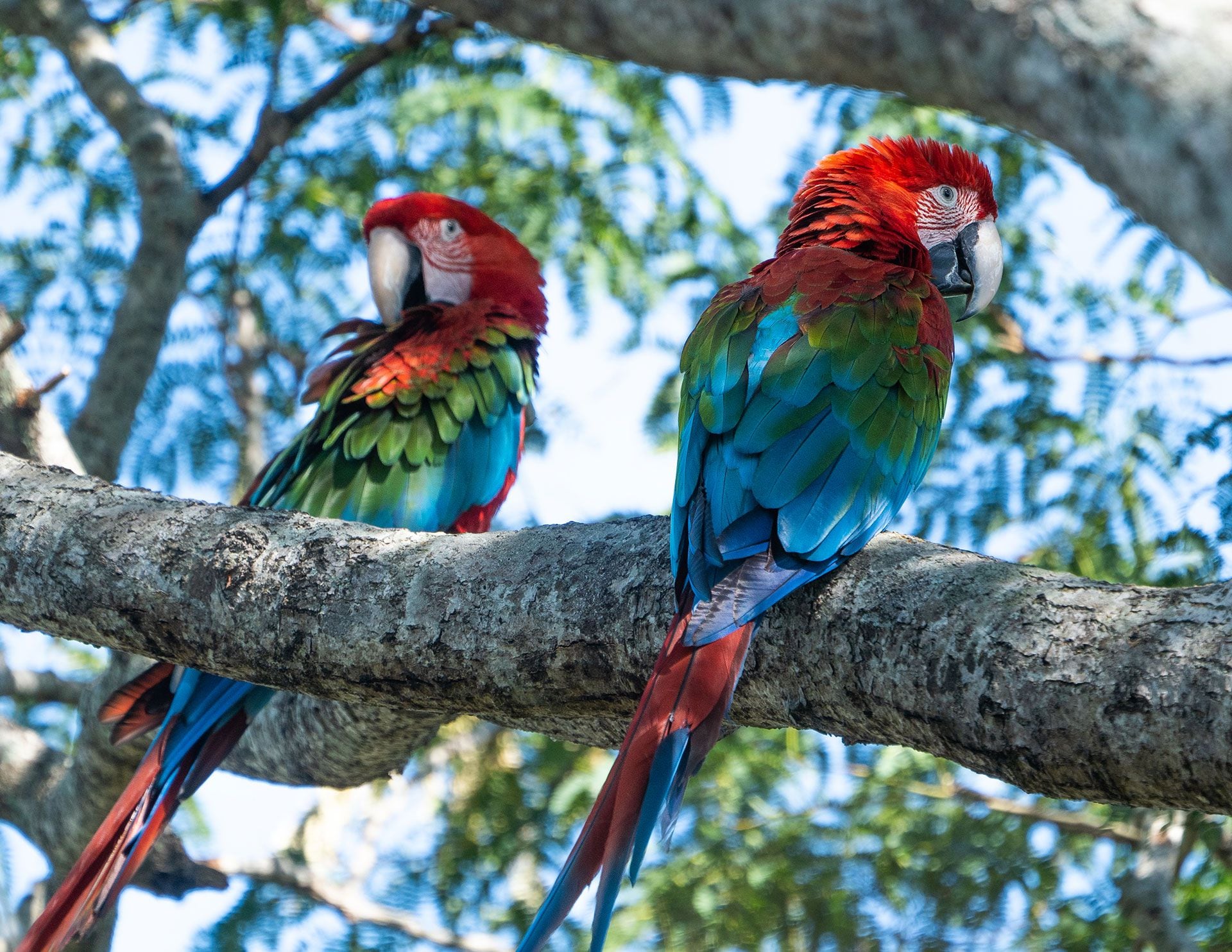 Guacamayo rojo libres en el Portal Cambyreta del Parque Iberá - Sebastián Navajas - Fundación Rewilding Argentina -06032