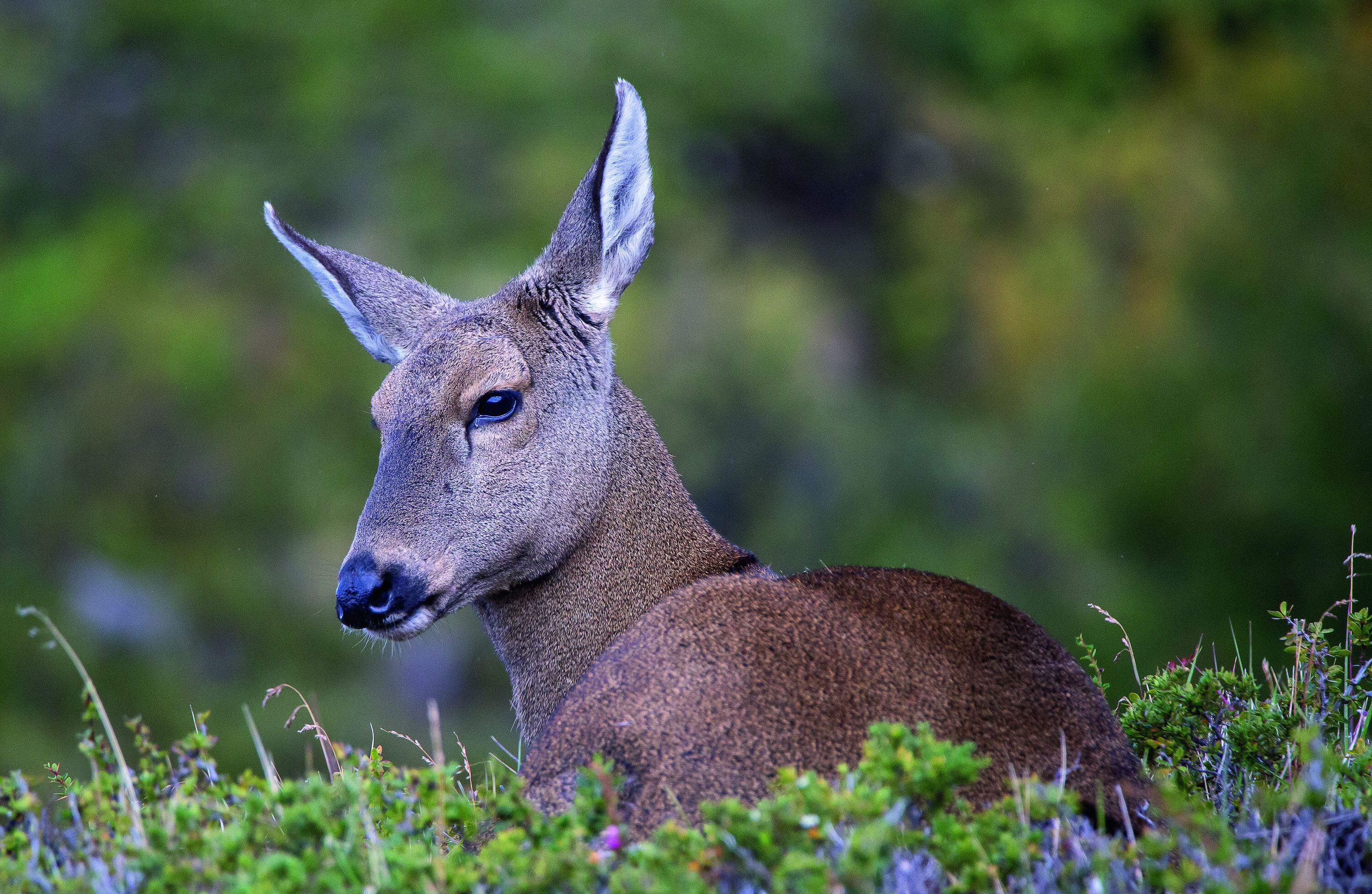 Los huemules en la Patagonia se distinguen en el libro Retratos Parques Nacionales