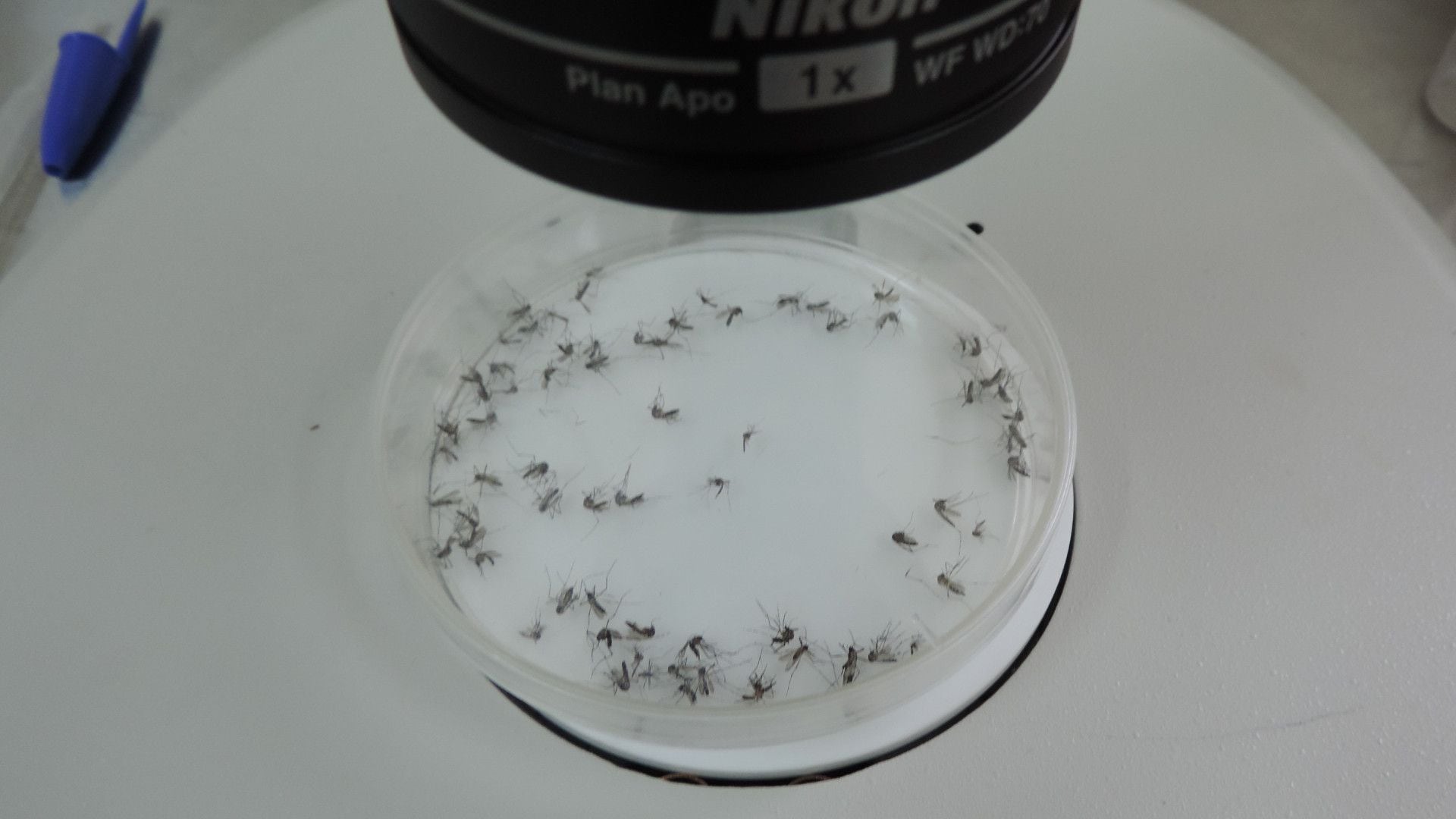 Mosquitos CNEA